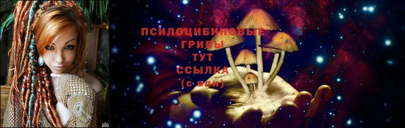 Псилоцибиновые грибы Psilocybe  купить наркоту  Комсомольск-на-Амуре 